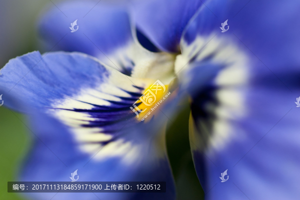 角紫羅蘭