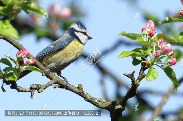 春季