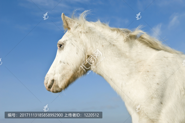 藍(lán)色