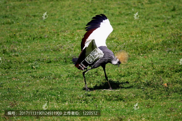 藍(lán)色
