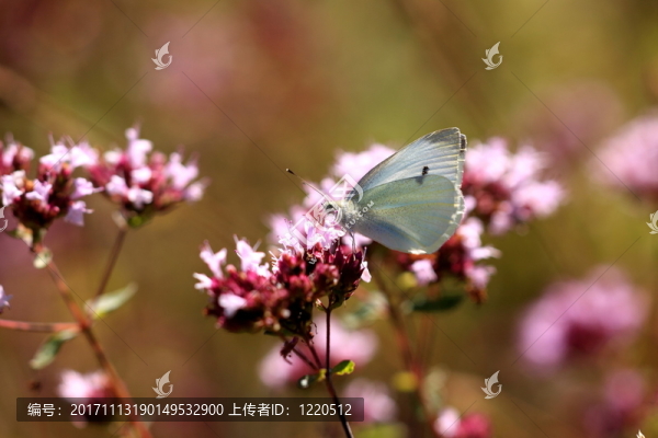 緊密的