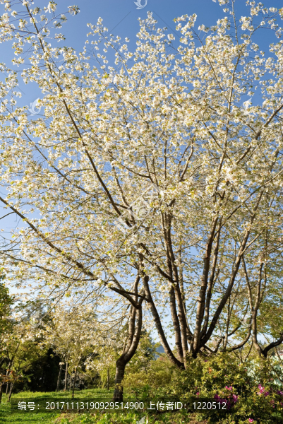 藍(lán)色