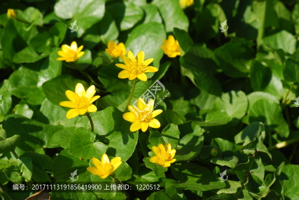 sumpfdotterblume