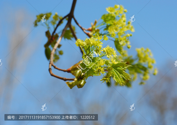 林德,-,蒂莉亞