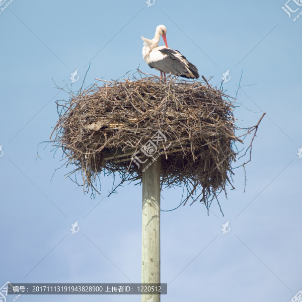 鳥
