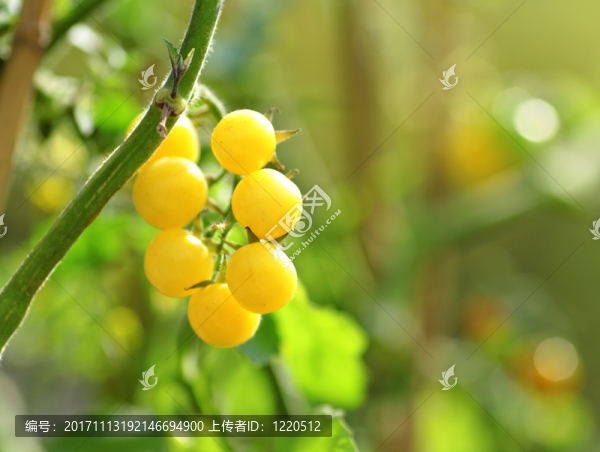 食物
