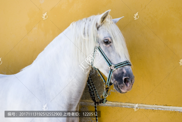 馬