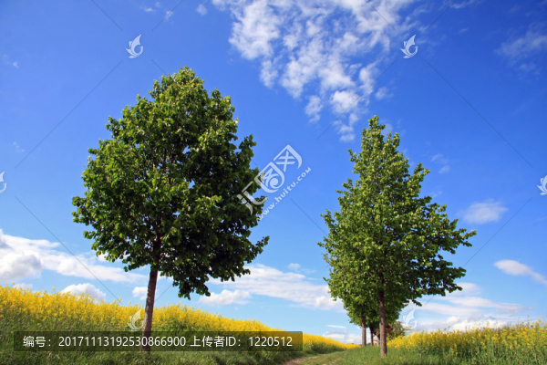 通過春天的方式