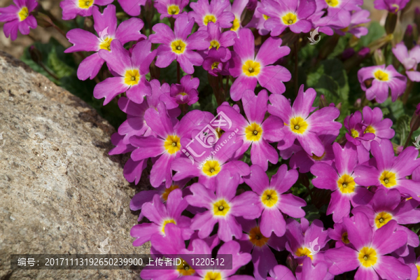 花園-匯圖網(wǎng) www.fosd68.com 花園