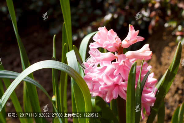 花園