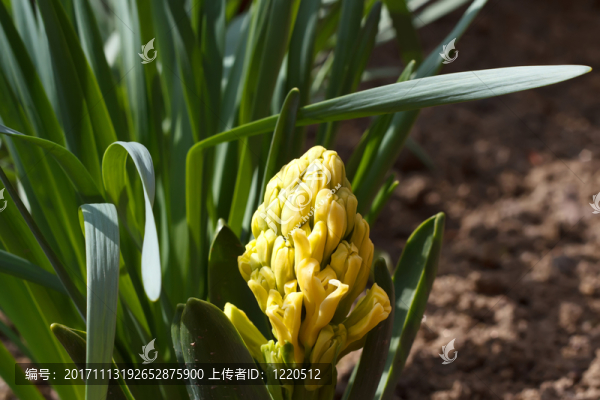 花園