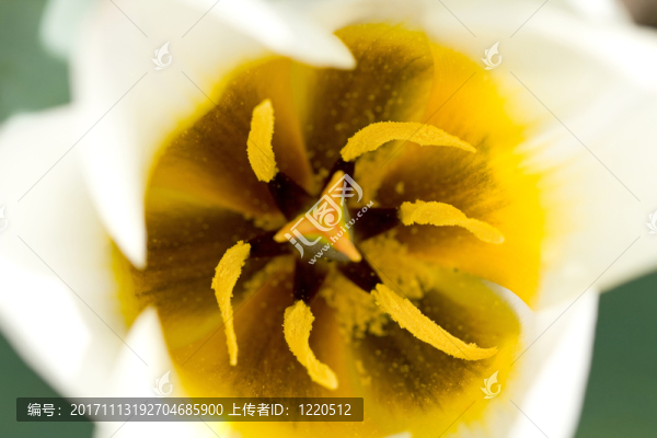 郁金香細(xì)節(jié)