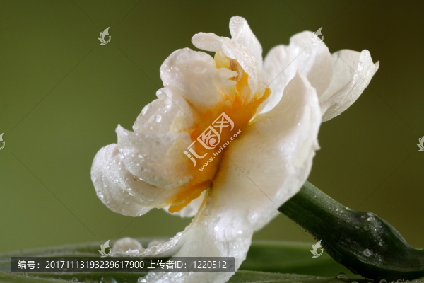 充滿(mǎn)水仙花