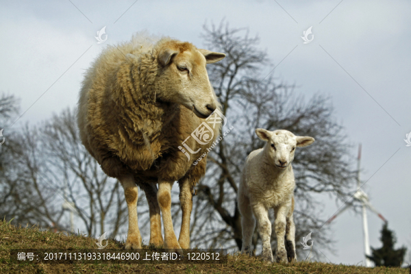 羊與羊肉