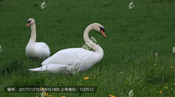 天鵝