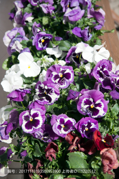 花