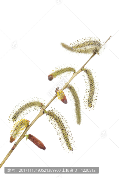 樹