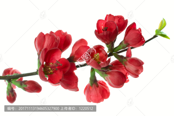 木瓜,-,關閉