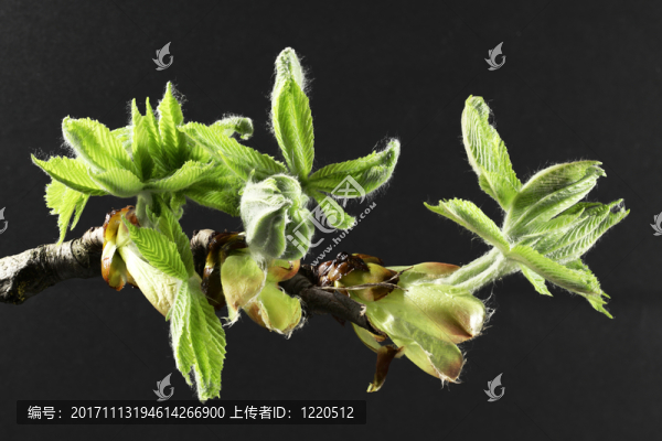 分支和新鮮的葉子的七葉樹