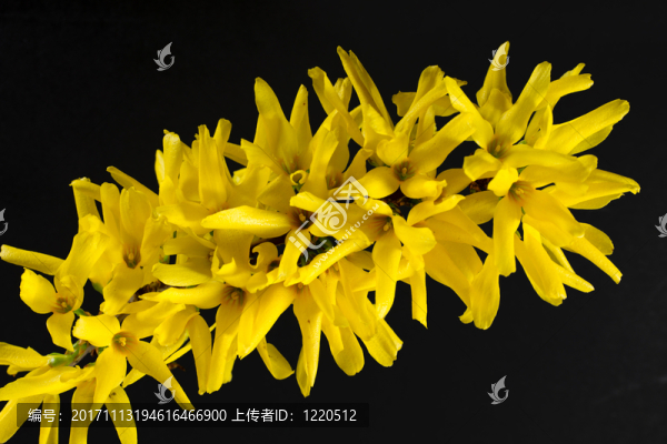 春季