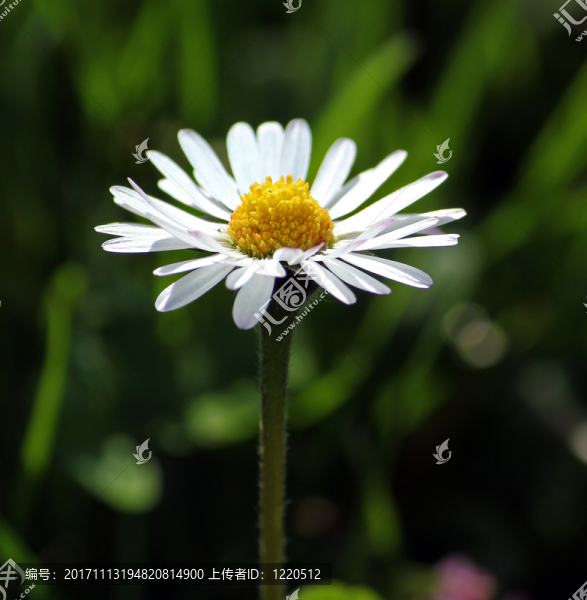 雛菊