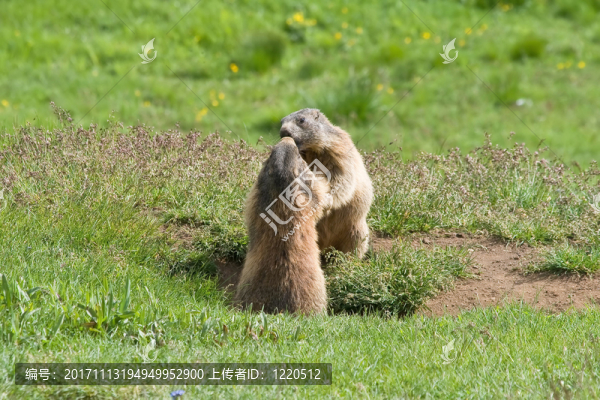 動物