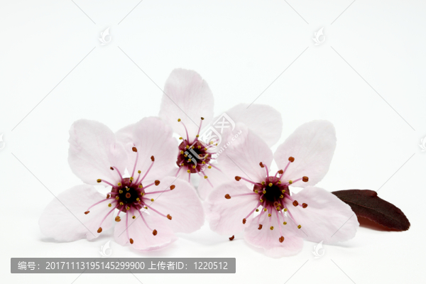 開花blutpflaume（李屬cerasifera老黑）