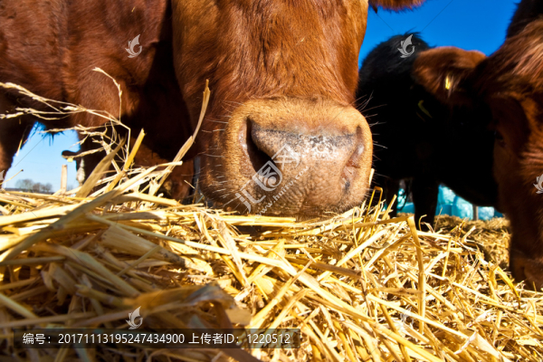 動物