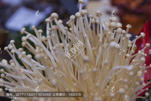 金針菇