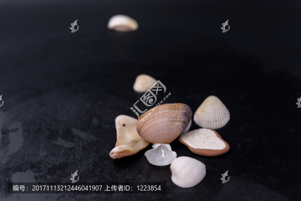 貝殼