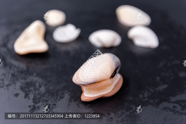 貝殼