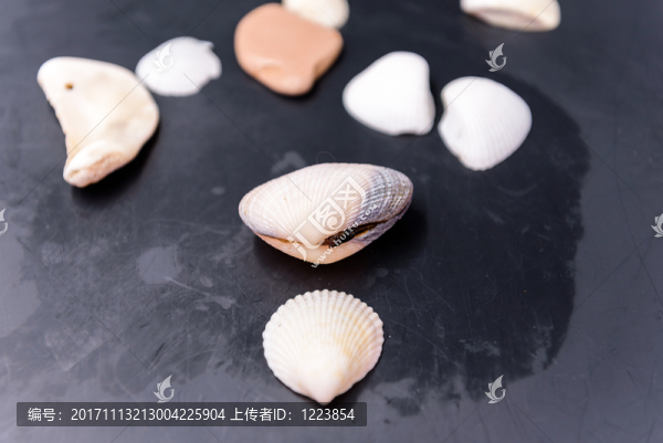 貝殼