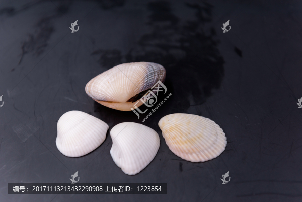 貝殼