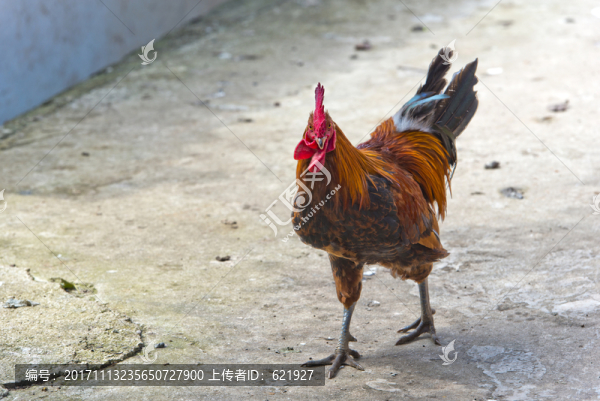 放養(yǎng)土雞