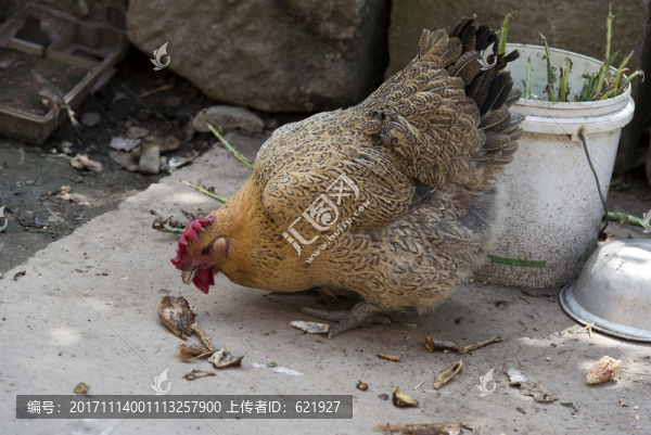 放養(yǎng)土雞