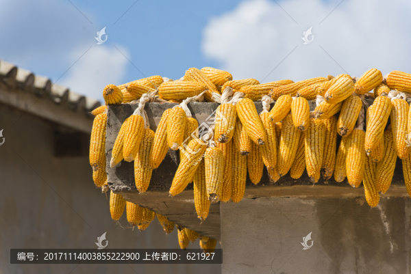 玉米棒子