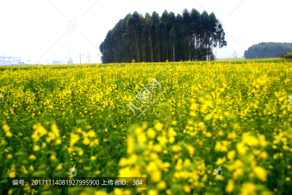 油菜花