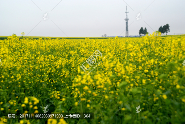 油菜花
