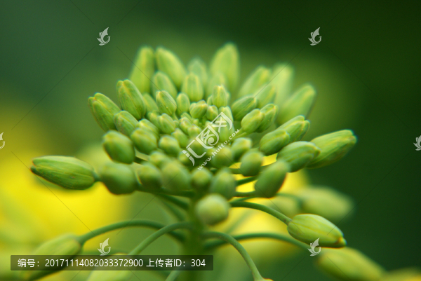 油菜花