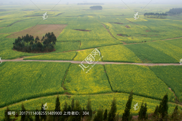 油菜花