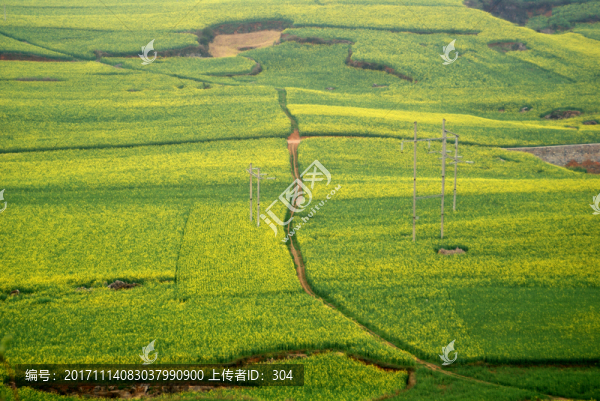 油菜花