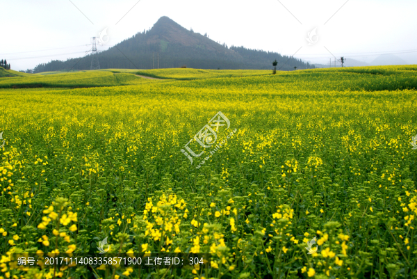 油菜花