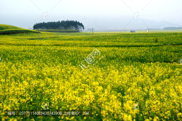 油菜花