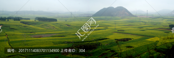 油菜花