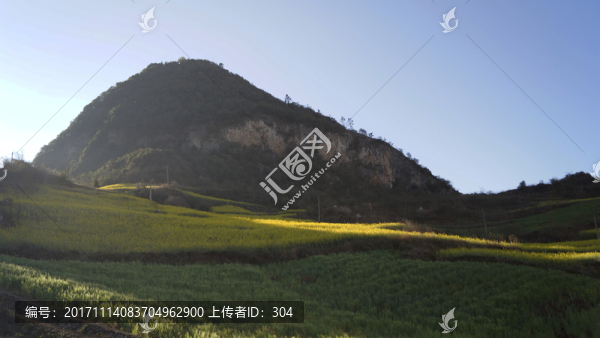油菜花