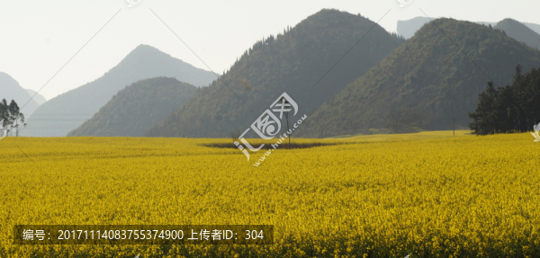 油菜花