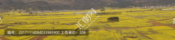 油菜花