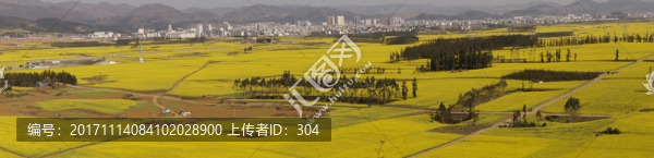 油菜花