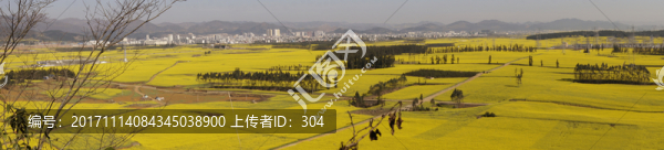 油菜花