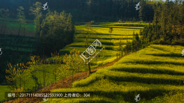 油菜花
